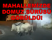 MAHALLEMİZDE DOMUZ SÜRÜSÜ GÖRÜLDÜ!