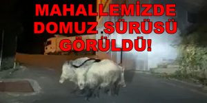 MAHALLEMİZDE DOMUZ SÜRÜSÜ GÖRÜLDÜ!