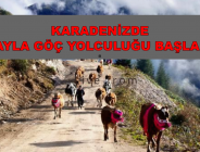 KARADENİZDE YAYLA GÖÇ YOLCULUĞU BAŞLADI