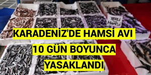 KARADENİZ’DE HAMSİ AVI 10 GÜN BOYUNCA YASAKLANDI