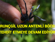 TURUNÇGİL UZUN ANTENLİ BÖCEĞİ TEHDİT ETMEYE DEVAM EDİYOR