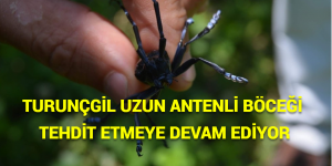 TURUNÇGİL UZUN ANTENLİ BÖCEĞİ TEHDİT ETMEYE DEVAM EDİYOR