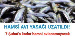 HAMSİ AVI YASAĞI UZATILDI! 7 Şubat’a kadar hamsi avlanamayacak