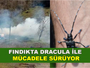 FINDIKTA DRACULA İLE MÜCADELE SÜRÜYOR