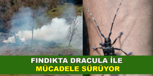 FINDIKTA DRACULA İLE MÜCADELE SÜRÜYOR