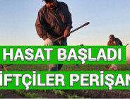 HASAT BAŞLADI ÇİFTÇİLER PERİŞAN