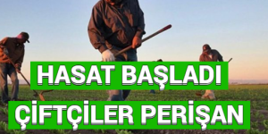 HASAT BAŞLADI ÇİFTÇİLER PERİŞAN