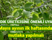 FINDIK ÜRETİCİSİNE ÖNEMLİ UYARI! Mayıs ayının ilk haftasında mutlaka yapılmalı