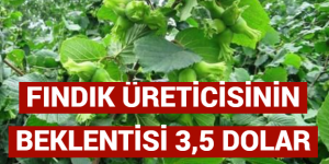 FINDIK ÜRETİCİSİNİN BEKLENTİSİ 3,5 DOLAR