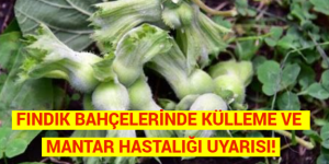 FINDIK BAHÇELERİNDE KÜLLEME VE MANTAR HASTALIĞI UYARISI!