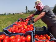 ENFLASYON EN ÇOK PAZAR YERLERİNDE HİSSEDİLİYOR: Domates sadece tarlada ucuz