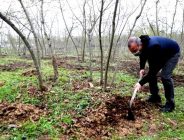 FINDIK ALAN BAZI GELİR DESTEĞİ ÖDEMELERİ BAŞLIYOR!