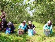 TRABZON’DA FINDIK TOPLAMA TARİHLERİ BELLİ OLDU!