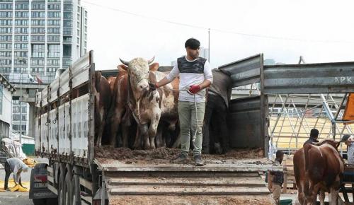 KURBANLIK HAYVAN FİYATLARI YÜZDE 150 ARTTI | Yurttaş için kırmızı et hayal olacak