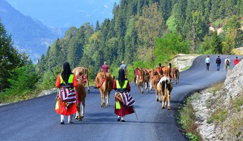 KIŞ MEVSİMİNİN HABERCİSİ VARGİT ÇİÇEKLERİ AÇTI: Doğu Karadeniz’de yayladan dönüş başladı