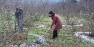 ÇİFTÇİYE MAZOT VE GÜBRE DESTEĞİ KALDIRILDI, YERİNE ‘TEMEL DESTEK’ GELDİ