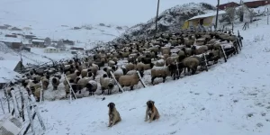 TRABZON’DA KAR KAPIYI ÇALDI | Soğuk yüzünün sahillere gösterdi